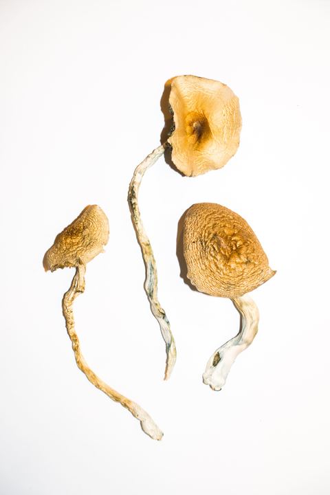 Golden Teacher Magic Mushroom For Sale