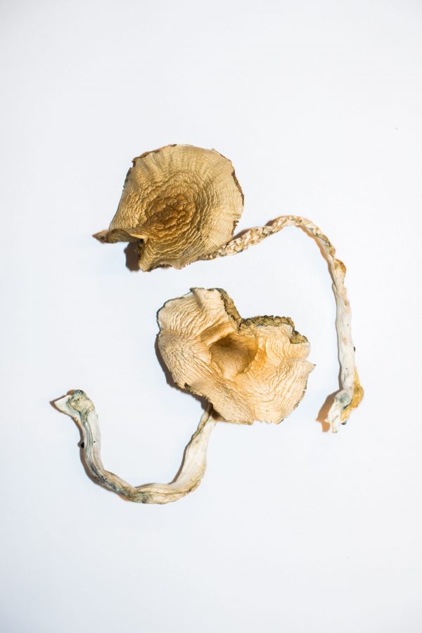 Buy Golden Teacher Magic Mushroom online