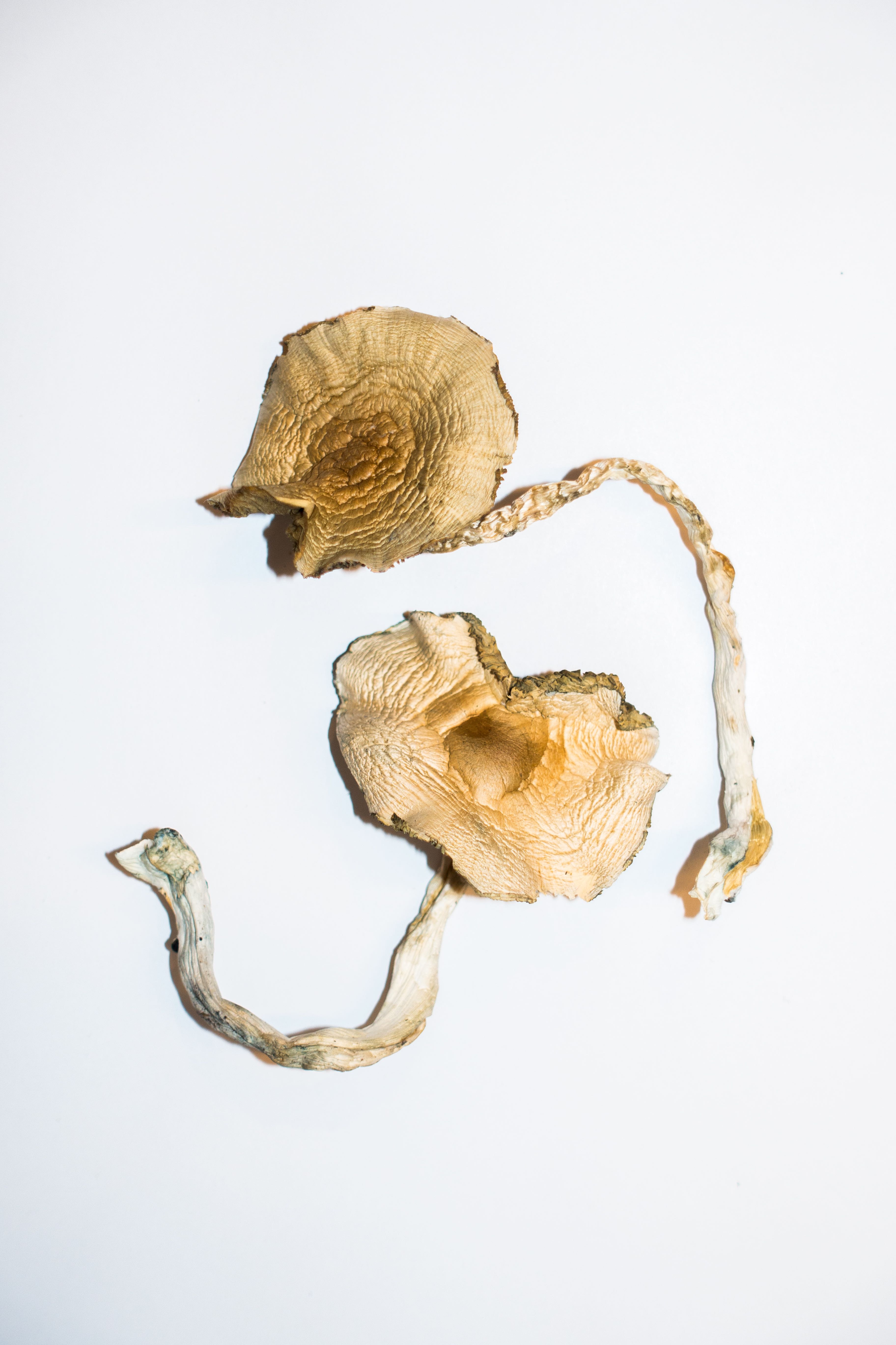 Golden Teacher – Magic Mushrooms 2