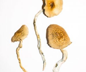 Golden Teachers Magic Mushrooms