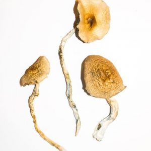 Professeur d'or - Champignons magiques 1