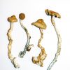 Golden Teacher – Magic Mushrooms