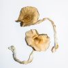 Golden Teacher – Magic Mushrooms 2