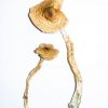 Golden Teacher – Magic Mushrooms 3