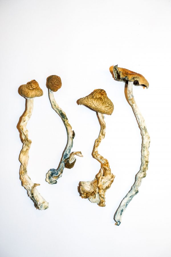 Golden Teacher - Champignons magiques