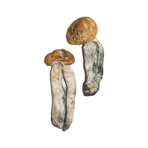 Big Mex Magic Mushrooms Strain