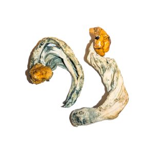Ecuadorian Magic Mushroom 2