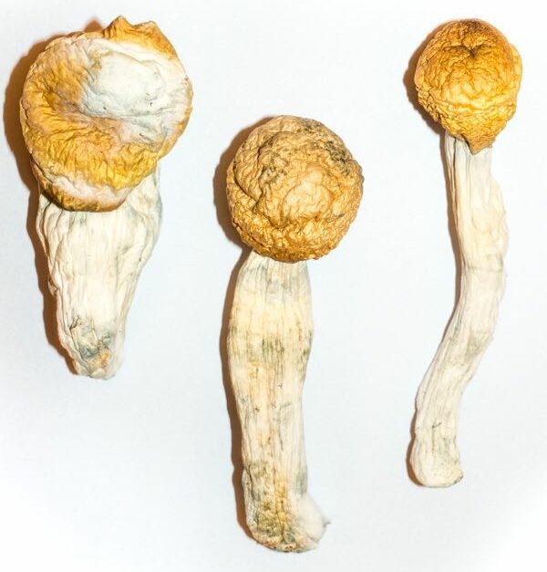 Penis Envy Magic Mushrooms