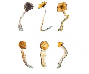 Magic Mushroom Sampler Kit / Tasting Menu