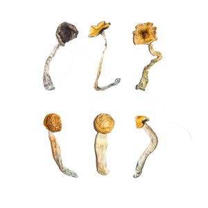 Menu de dégustation du kit d'échantillons de champignons magiques