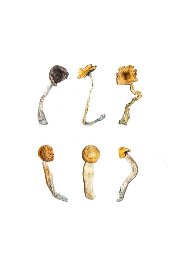 Menu de dégustation du kit d'échantillons de champignons magiques