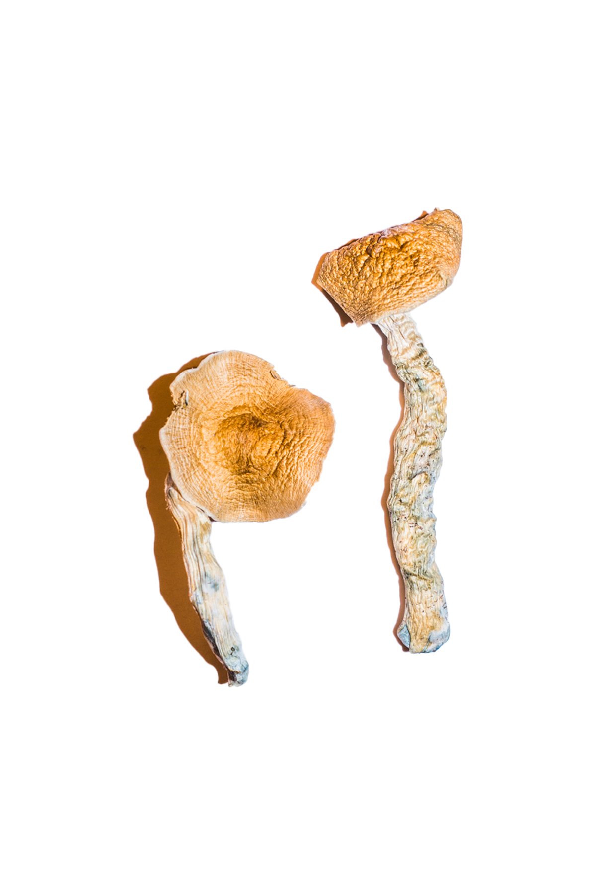 Transkei Magic Mushrooms Transkei Magic Mushrooms