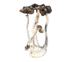 Champignons magiques Albino A+ Magic Mushrooms