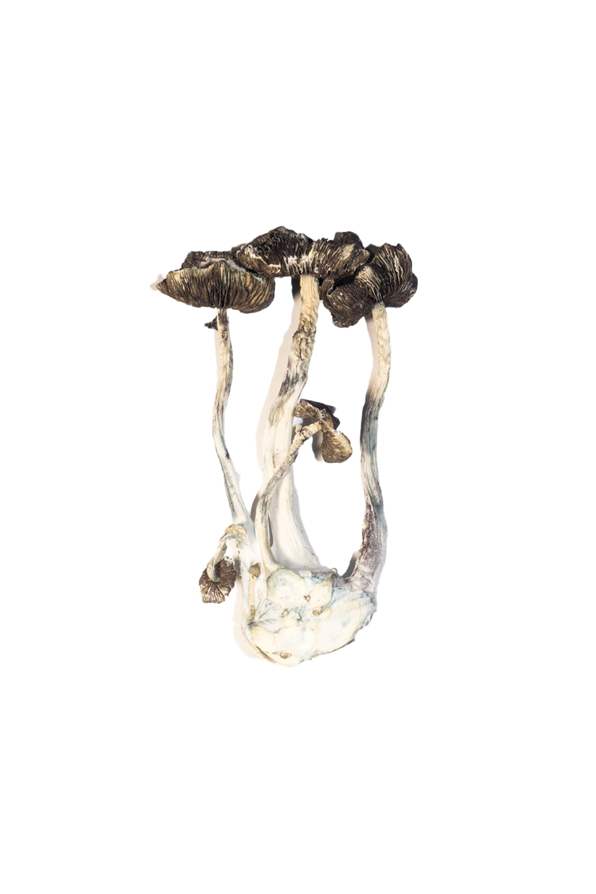 Buy Albino A+ Magic Mushroom Online Canada