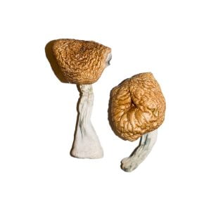 Champignons magiques birmans