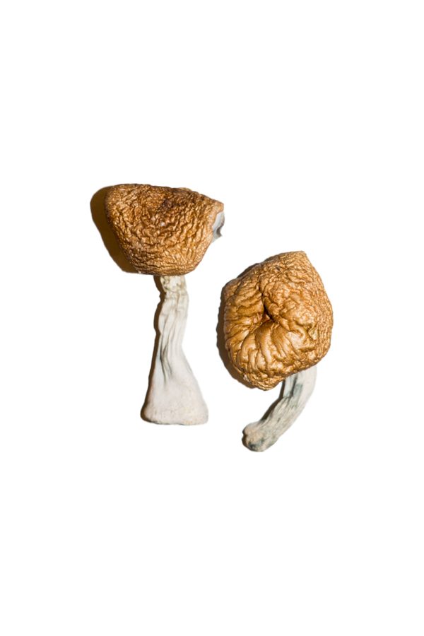 Champignons magiques birmans