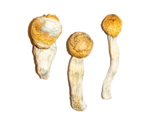 Des champignons magiques qui font envie aux pénis