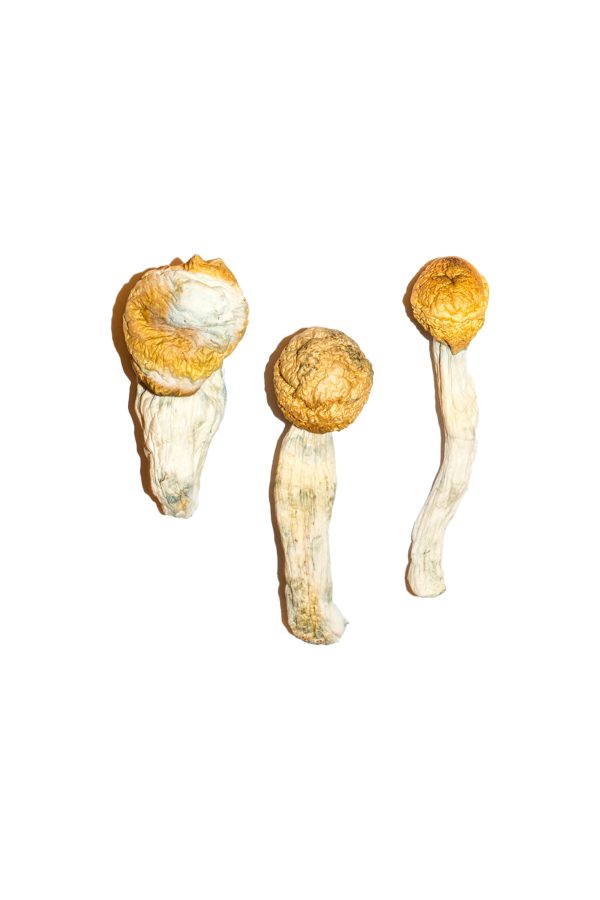 Le pénis envient les champignons magiques 3