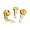 Penis Envy Magic Mushrooms 4