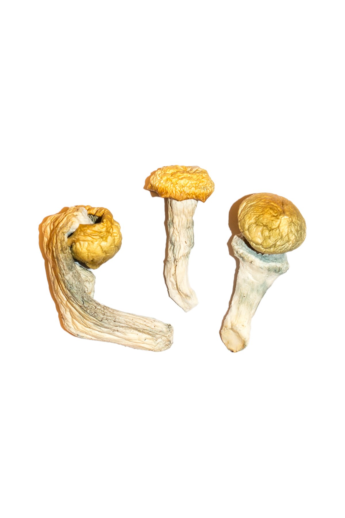 Penis Envy Magic Mushrooms for sale