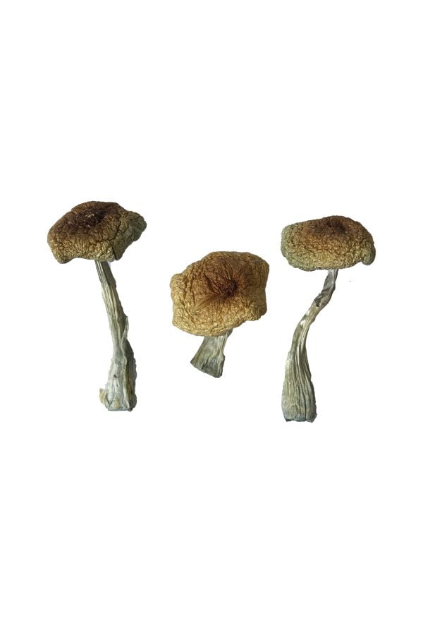 Champignons magiques Psilocybe Aztecorum