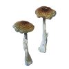 Psilocybe Aztecorum Shrooms