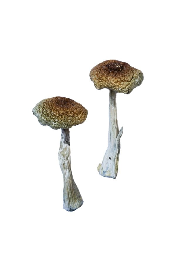 Psilocybe Aztecorum Shrooms