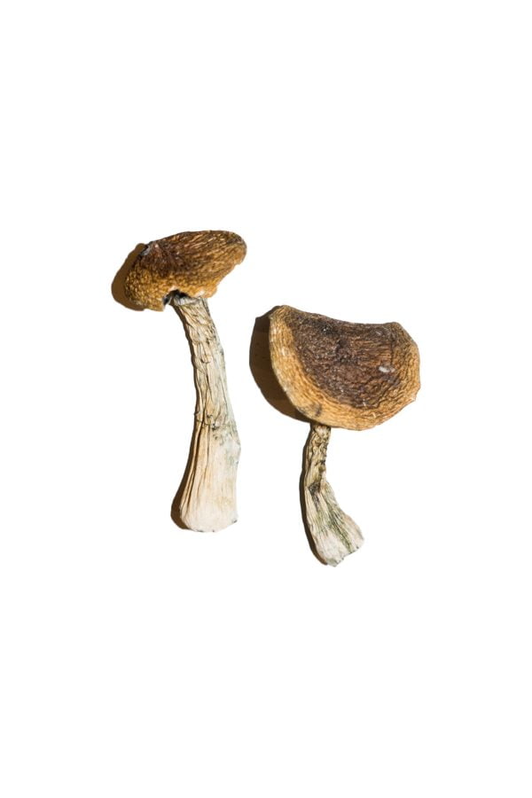 Wavy Caps Magic Mushrooms 2