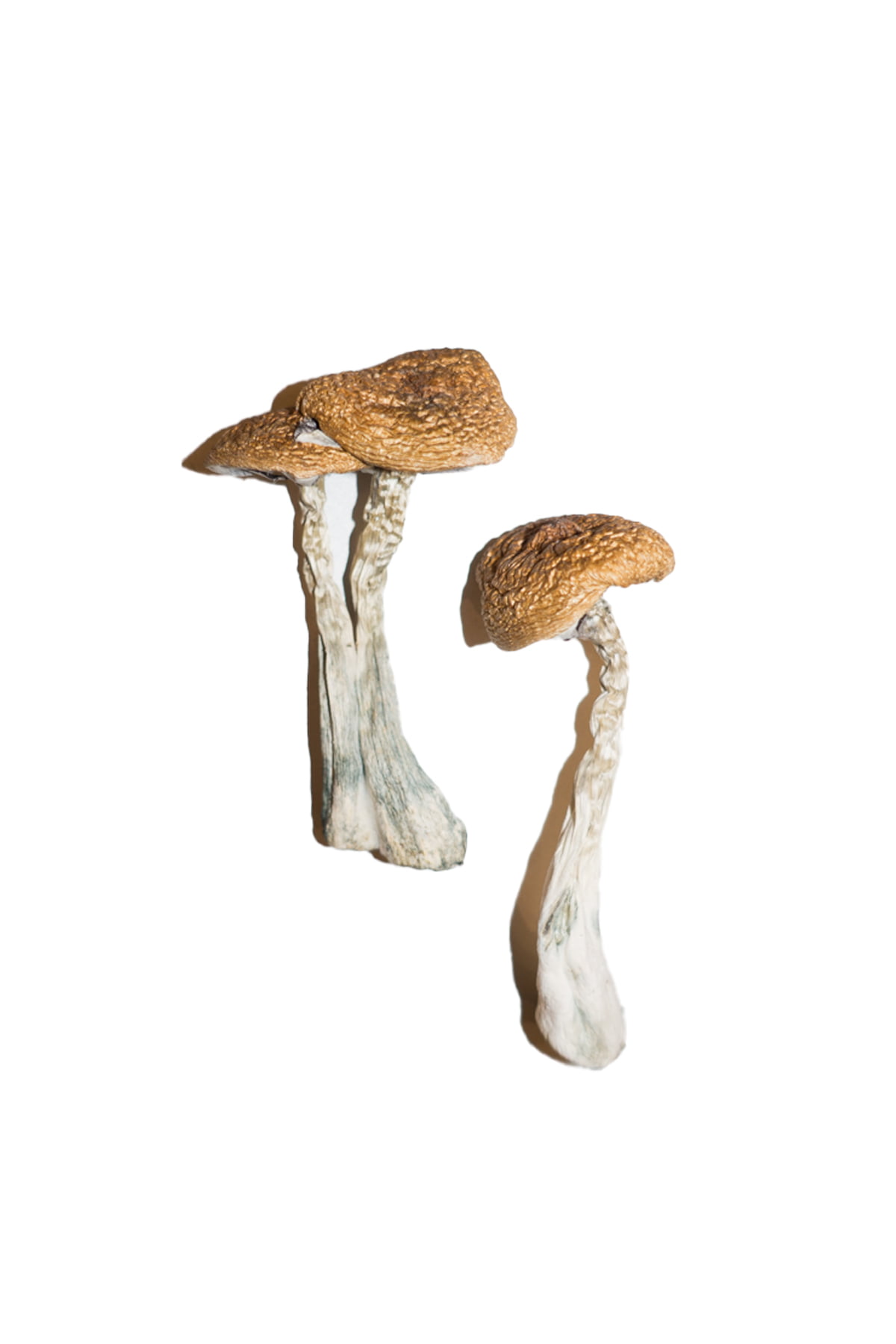 Wavy Caps Magic Mushrooms online kaufen
