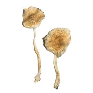 Buy Hawaiian Magic Mushrooms Umeå