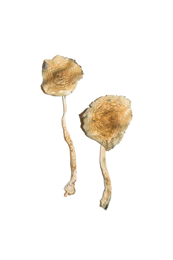 Champignons magiques cubains