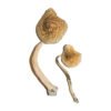 Cuban Shrooms