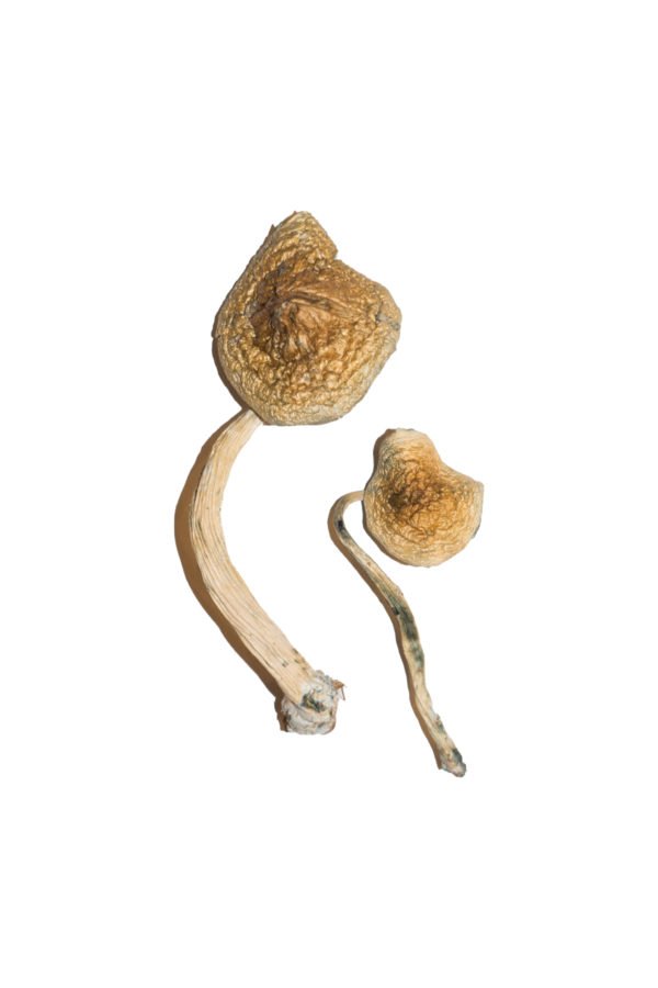 Champignons cubains