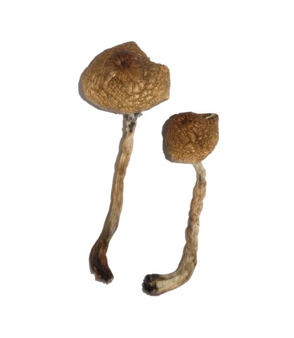 Champignons Malabar