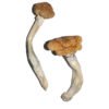 Vietnamese Shrooms