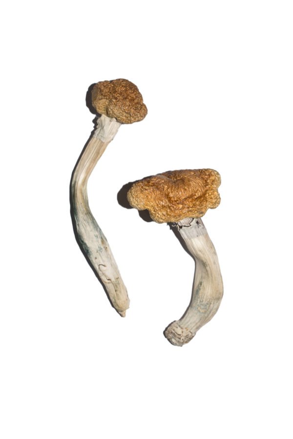 Vietnamese Shrooms