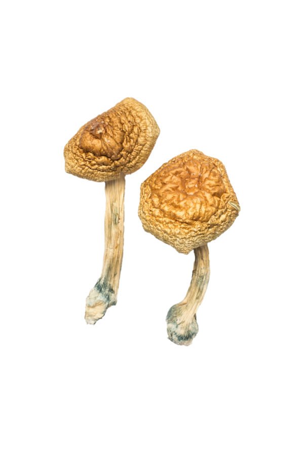 Champignons magiques Golden Mammoth