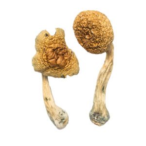 Golden Mammoth Shrooms