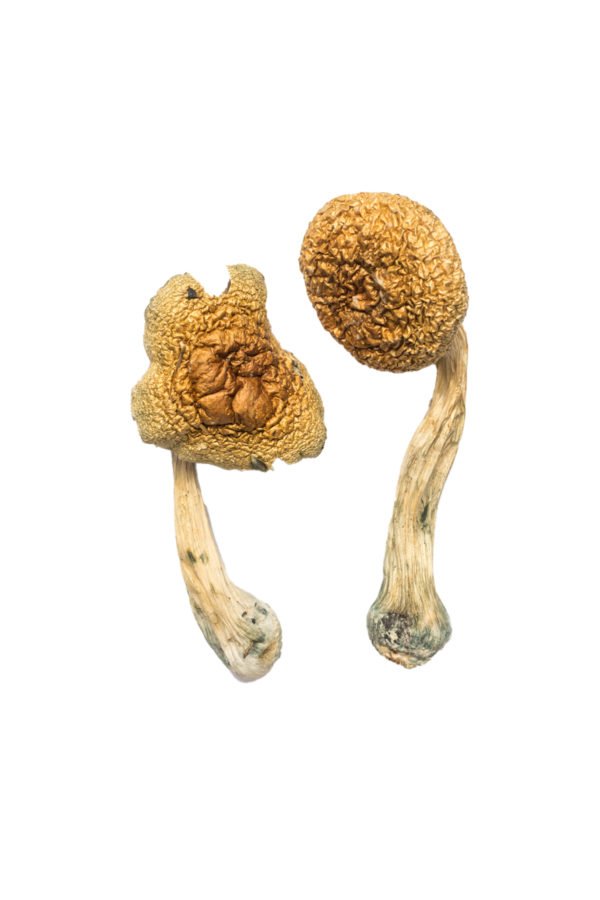 Golden Mammoth Shrooms