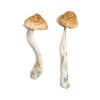 McKennaii Magic Mushrooms