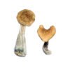 McKennaii Shrooms