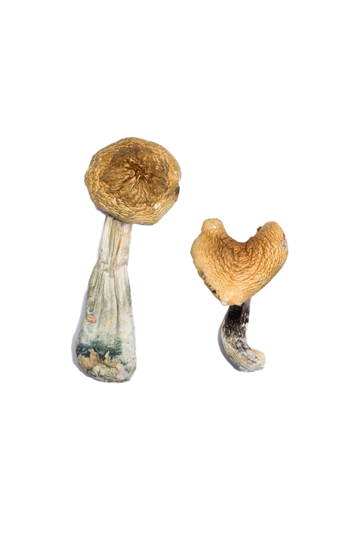 Buy McKennaii Magic Mushrooms online In Canada