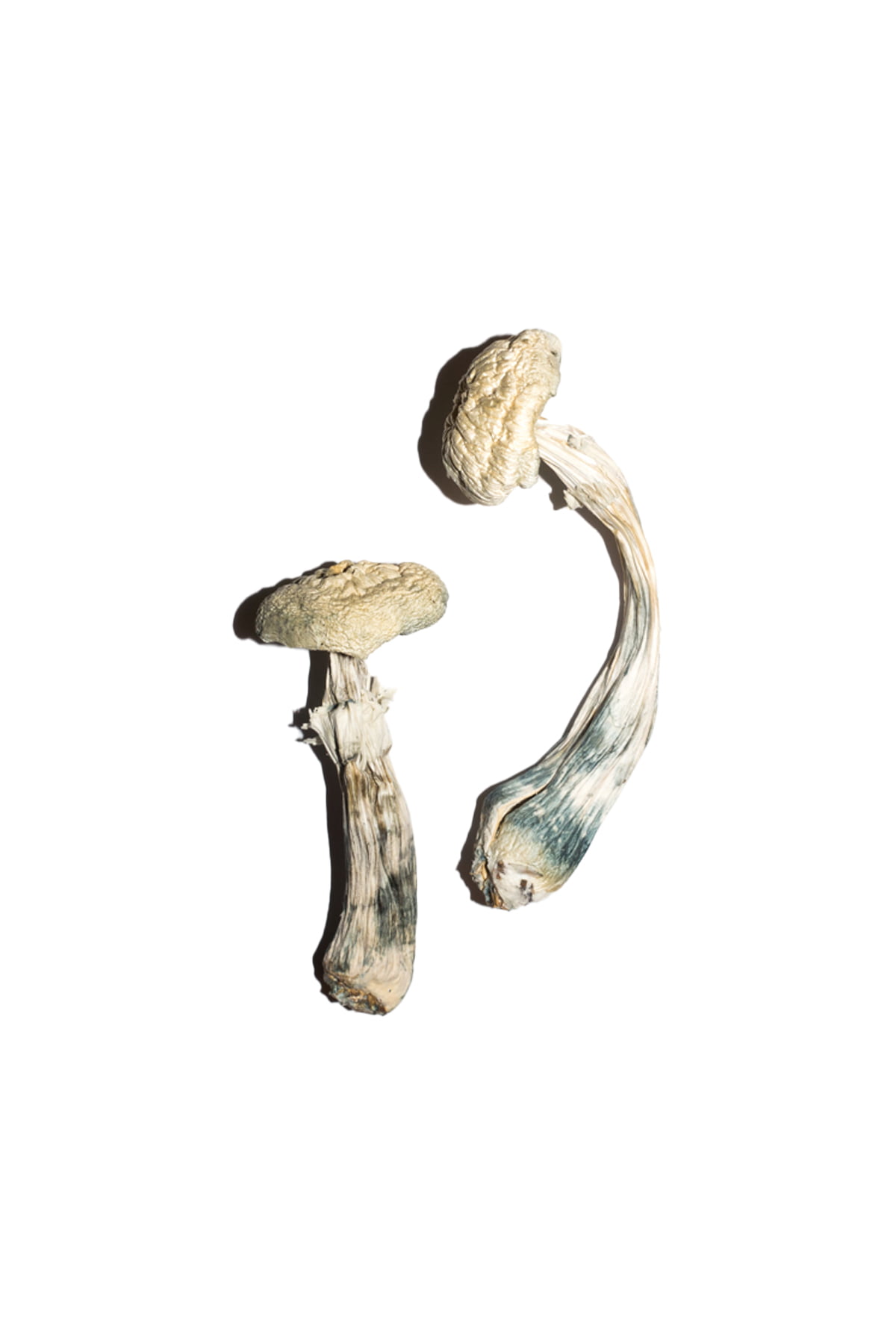 Buy Featured Special ‘Half Oz’ Magic Mushrooms (14 grams) online