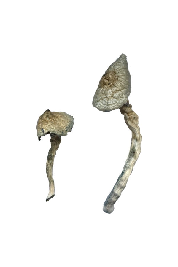 Great White Monster Magic Mushrooms