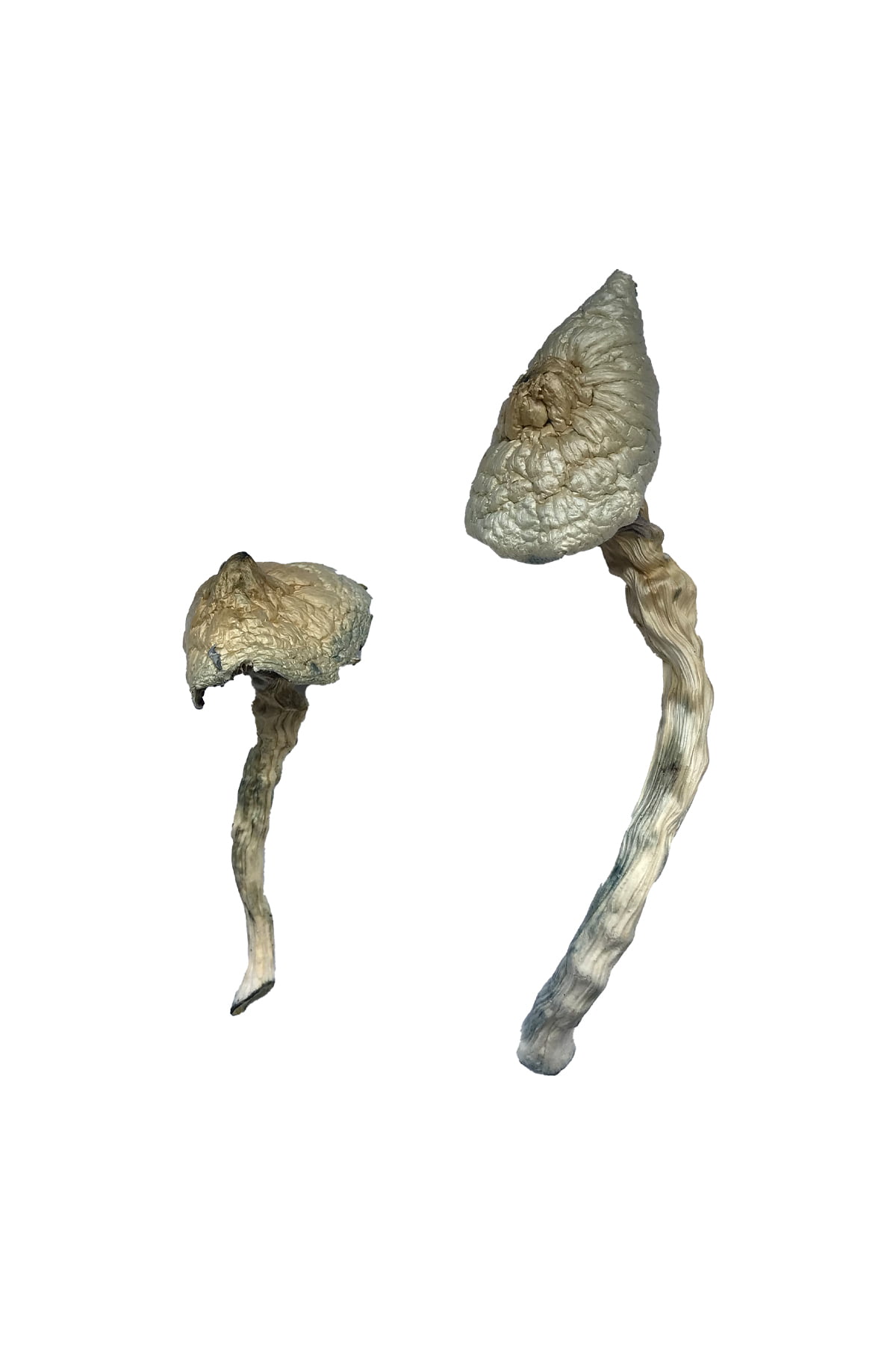 Buy Great White Monster Magic Mushrooms Online