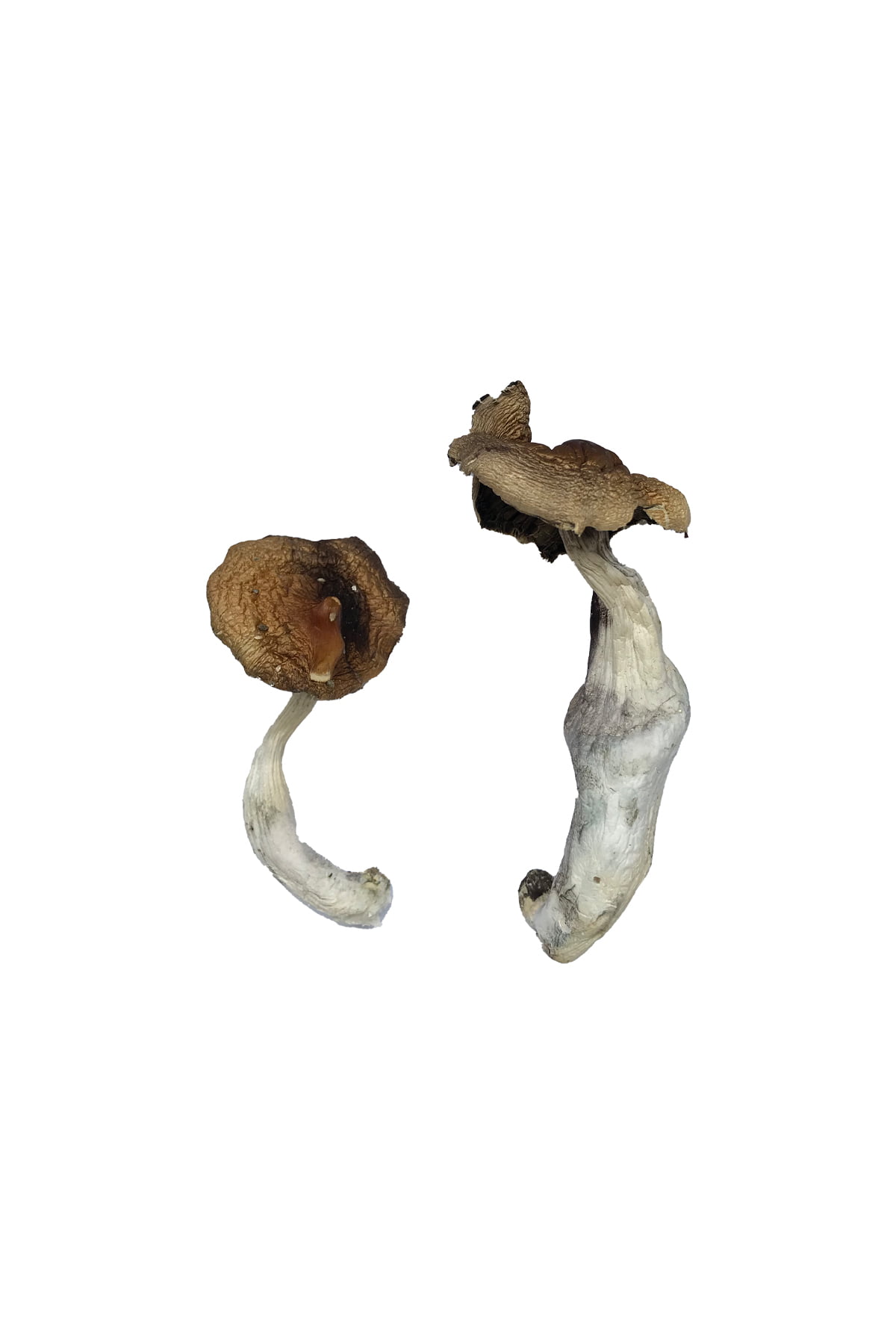 Buy Koh Samui Magic Mushrooms online