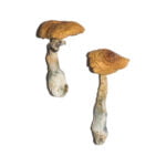 Penis Envy 6 PE6 Magic Mushrooms