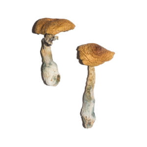 Penis Envy 6 PE6 Magic Mushrooms