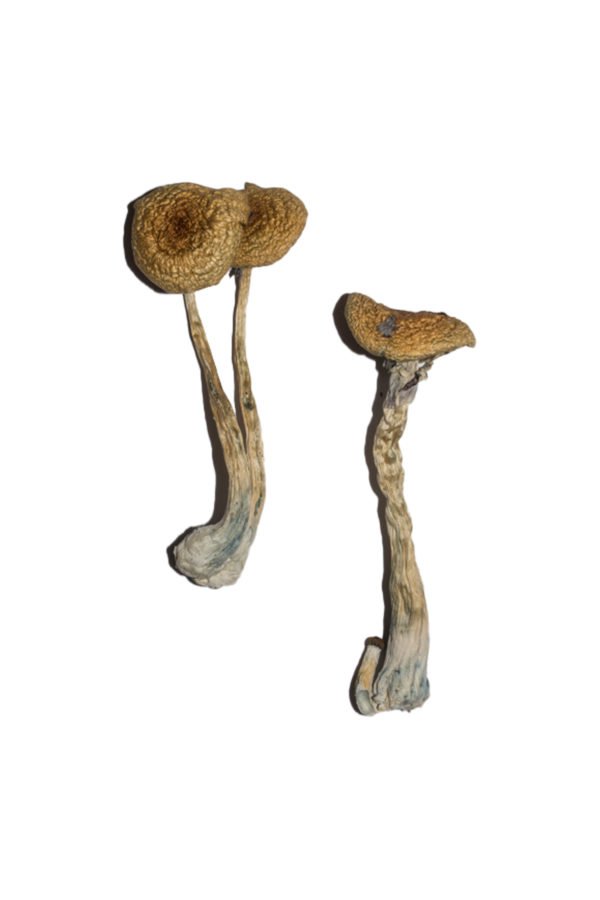 Penis Envy 6 PE6 Shrooms