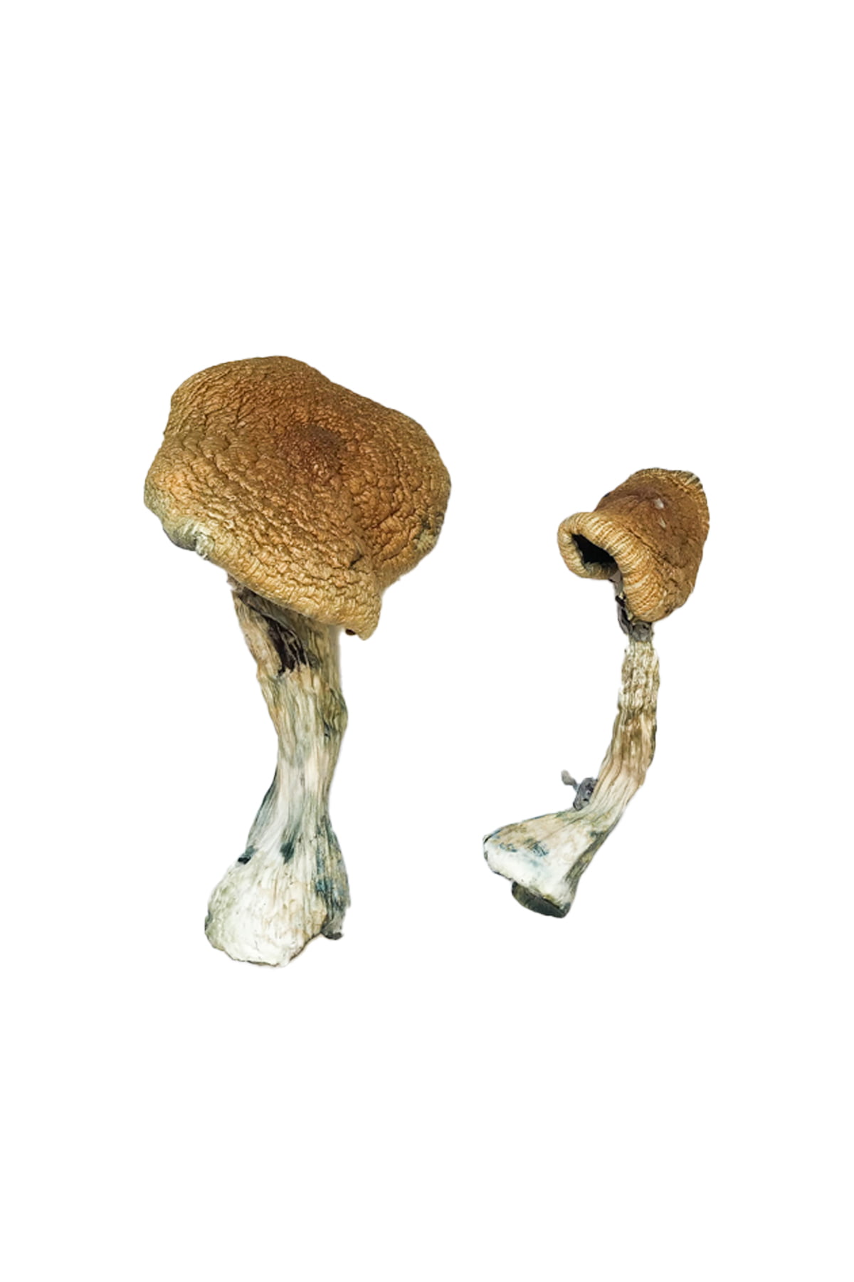 Buy Texas Yellow Cap Magic Mushrooms online In Canada